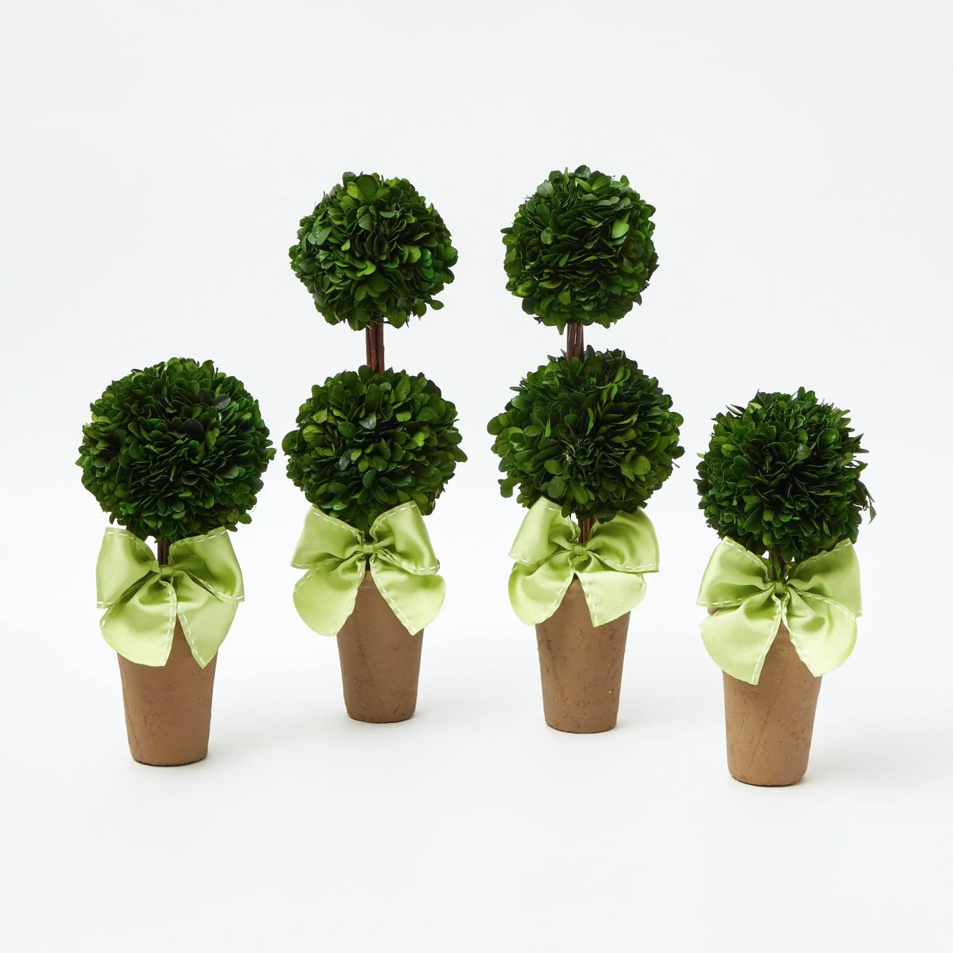 Potted Boxwood With Green Bow Decoration Set
