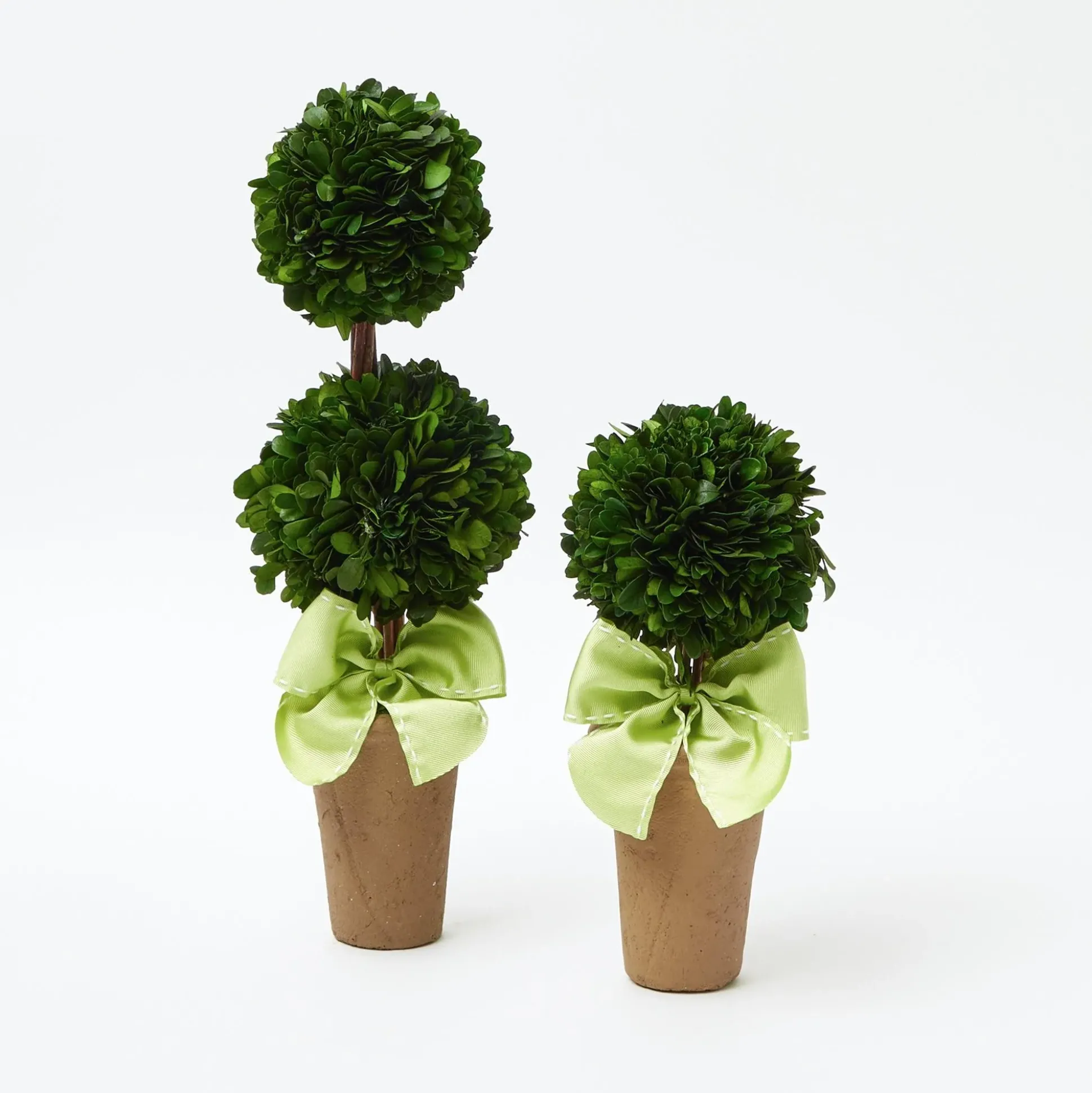 Potted Boxwood With Green Bow Decoration Set